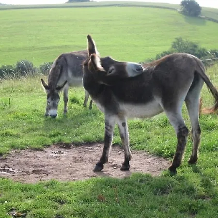 Apartment Haus 1 - Typ A